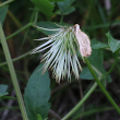 Fruchtfoto Clematis tangutica